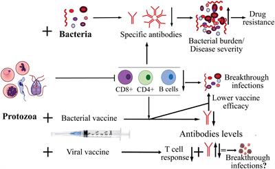 Protozoan co-infections and parasite influence on the efficacy of vaccines against bacterial and viral pathogens